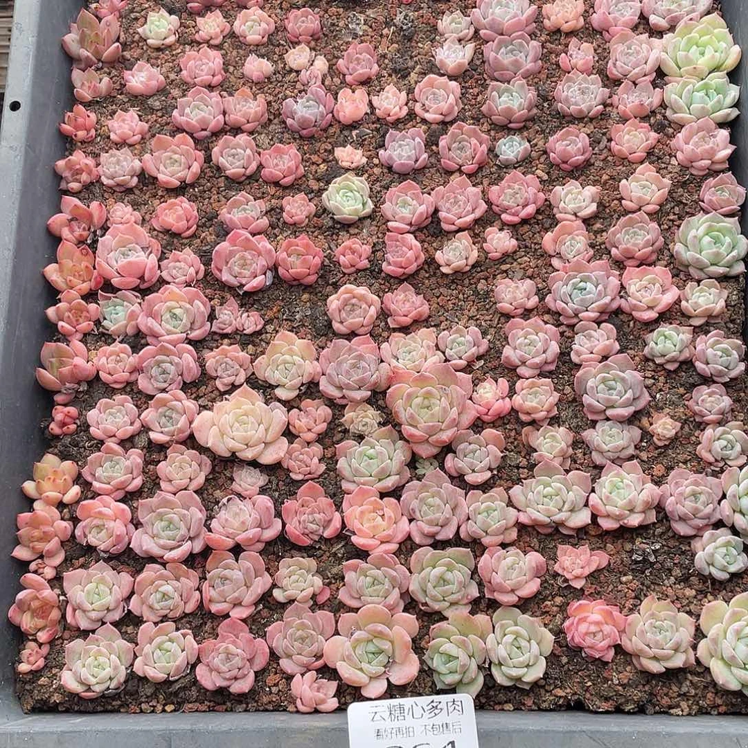 云糖心多肉植物264
