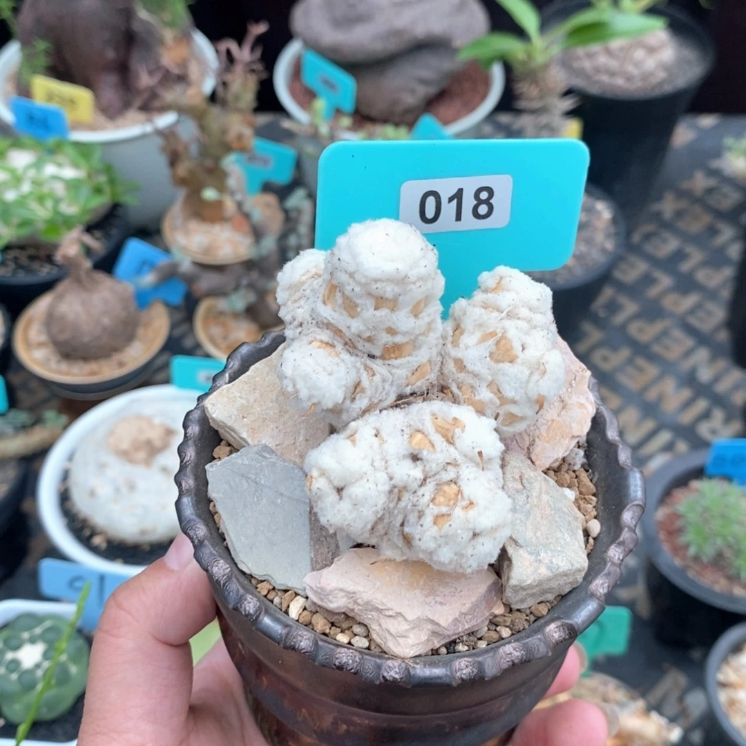 刨花厚炖菊多肉植物
