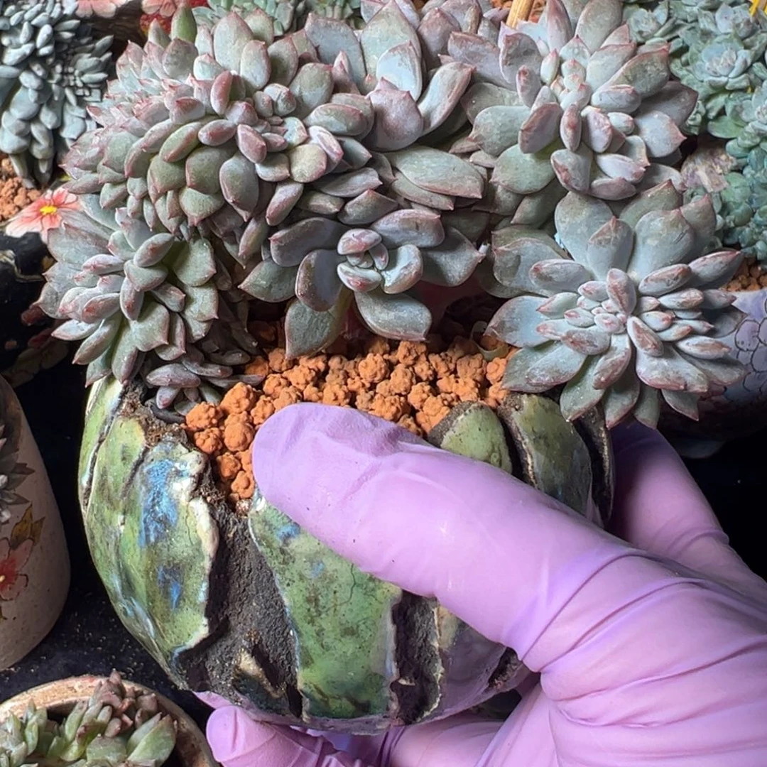 新年快乐 新年快乐 新年快乐