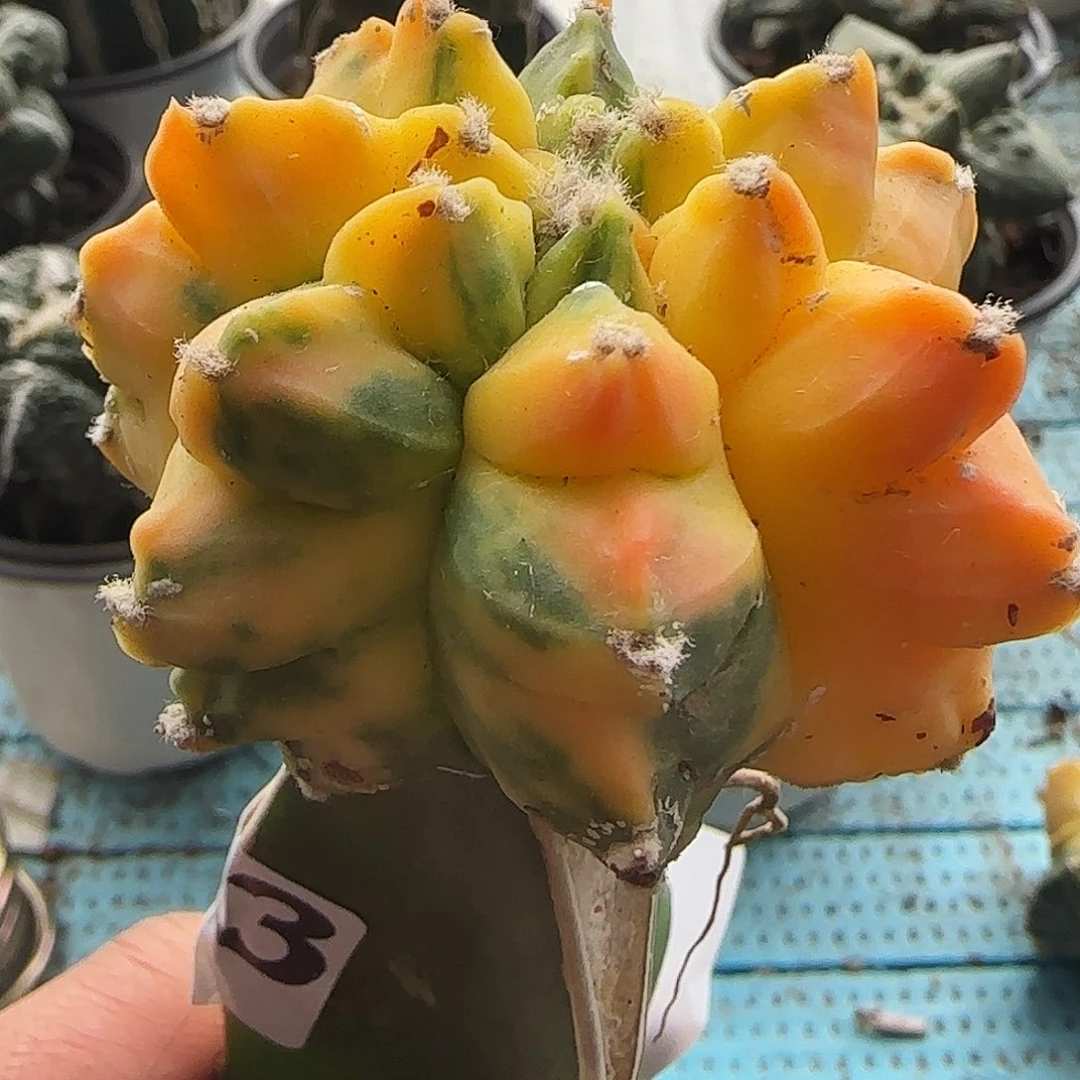 龟甲鸾锦133仙人球