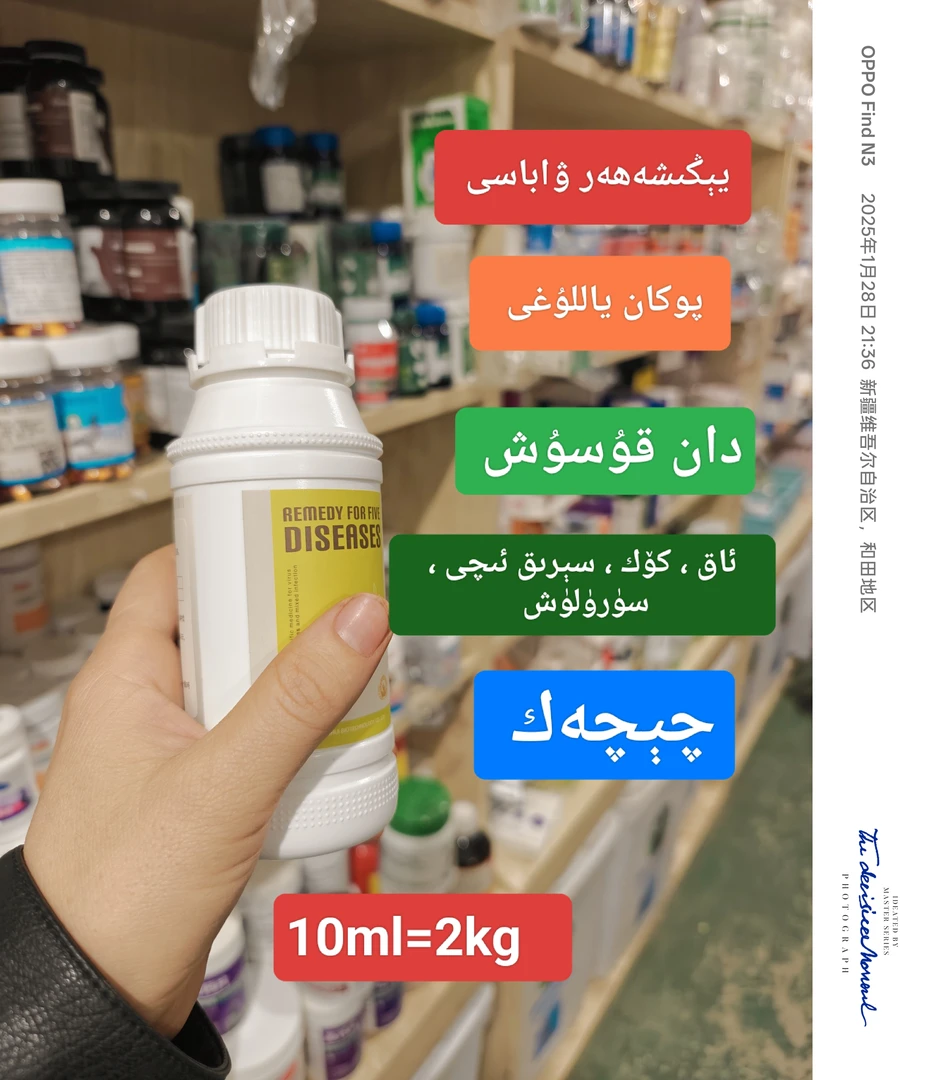 ALTunToga推荐鸽子 ﻛﺎﯕﯟﯗﻛﺎﯓ【kang wu kang】