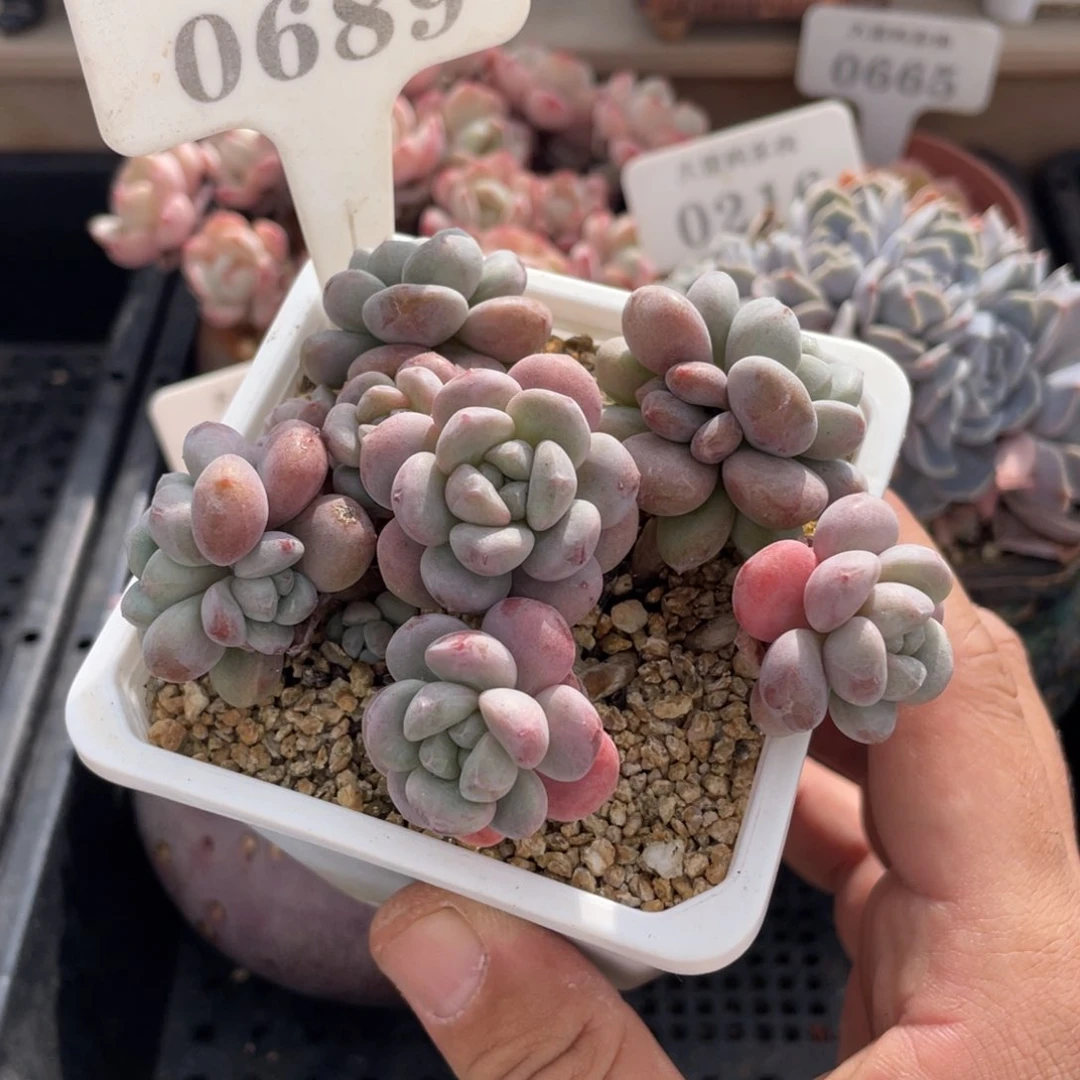 0689木糖醇不带盆9厘米