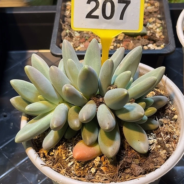 多肉植物欧若拉207