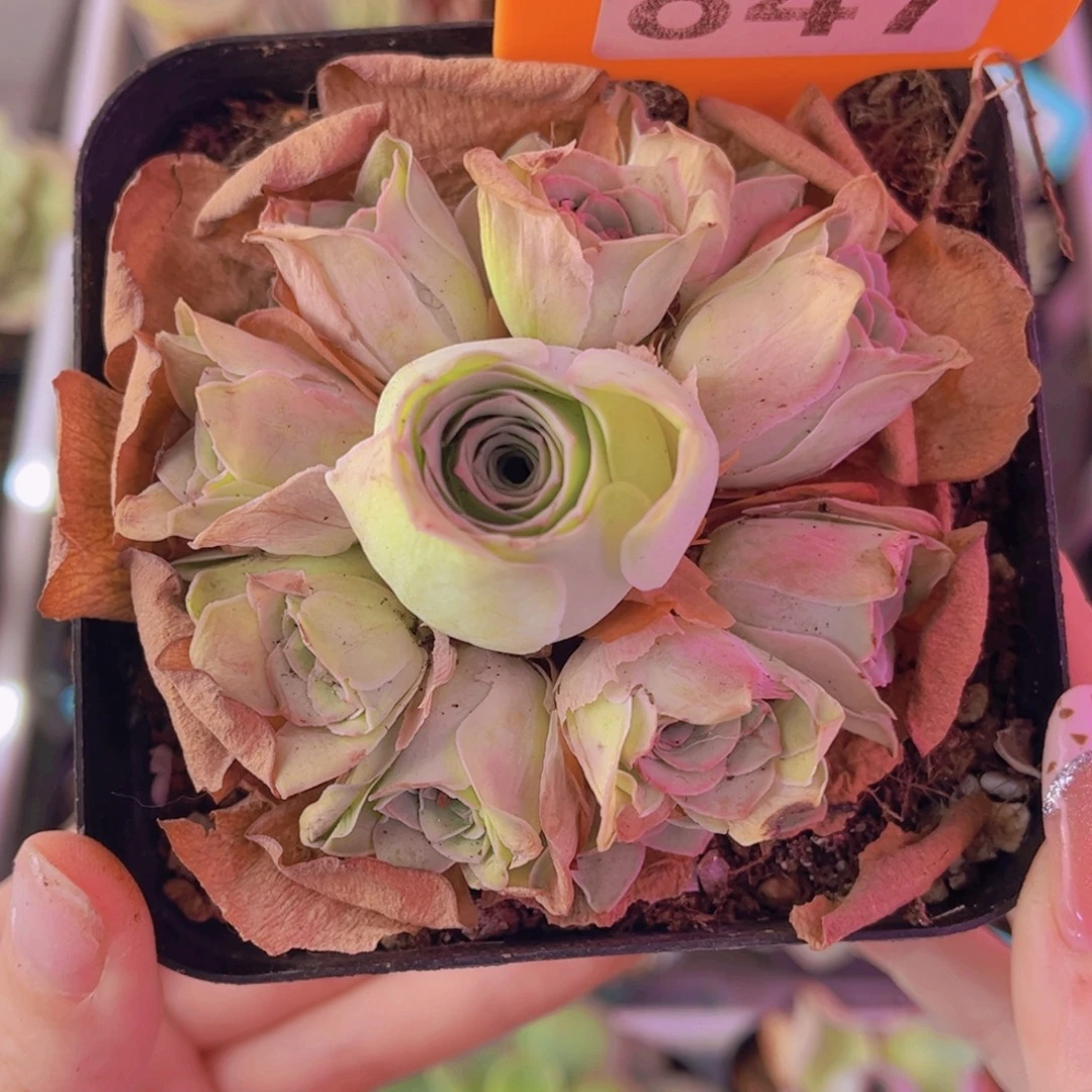 单品一物一拍847号