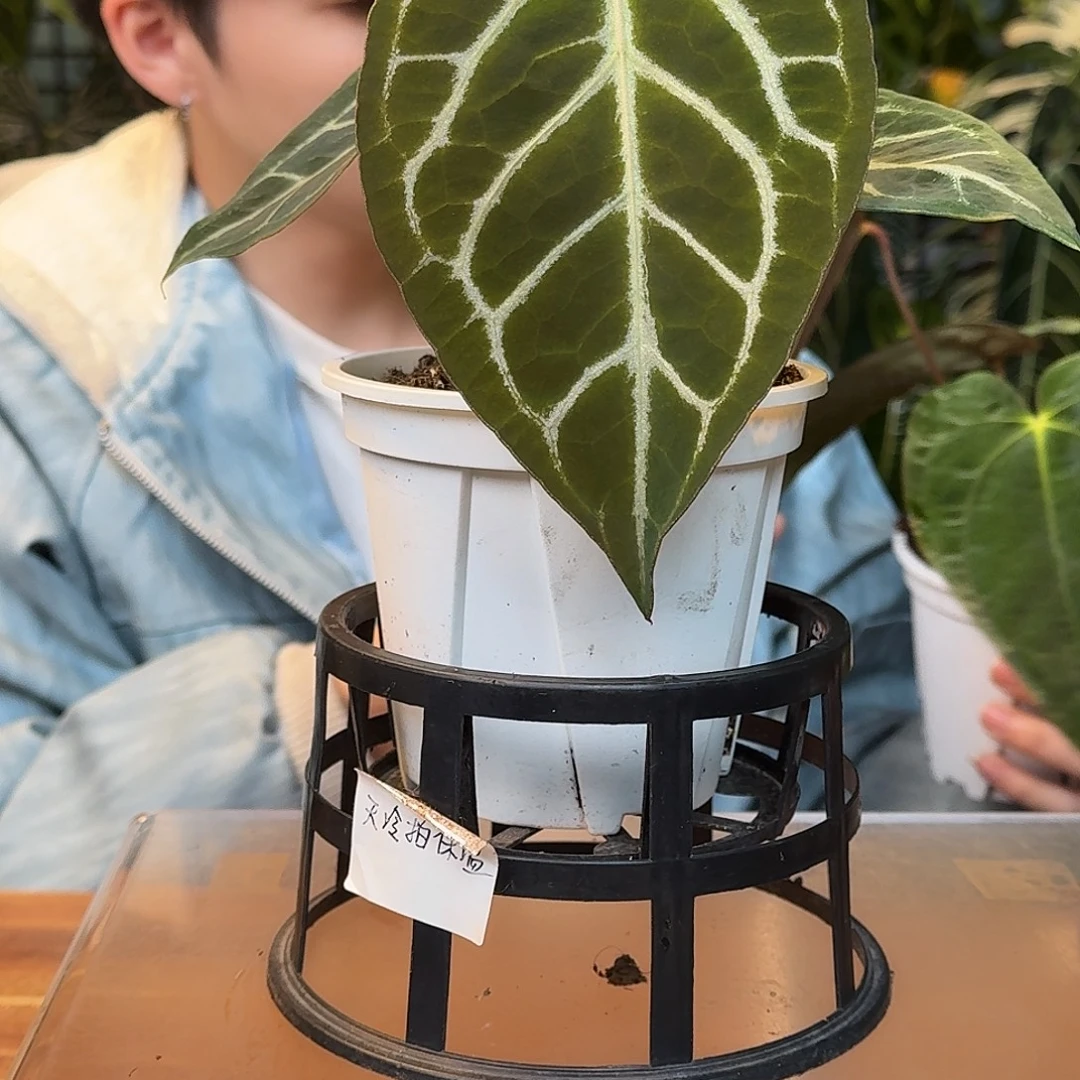 不开花植物K154银骑士杂阿波罗
