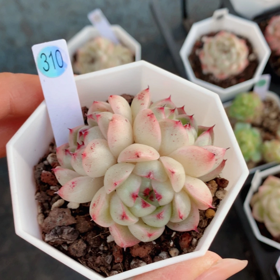 招**喵麦秆58包邮  群生不包整喵喵