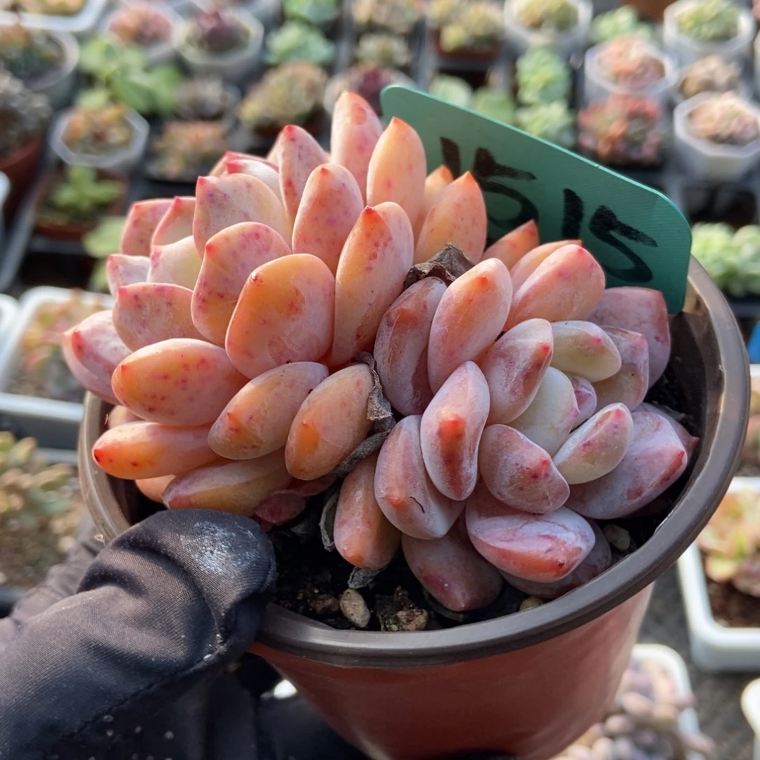 1515韩橙多肉植物多肉