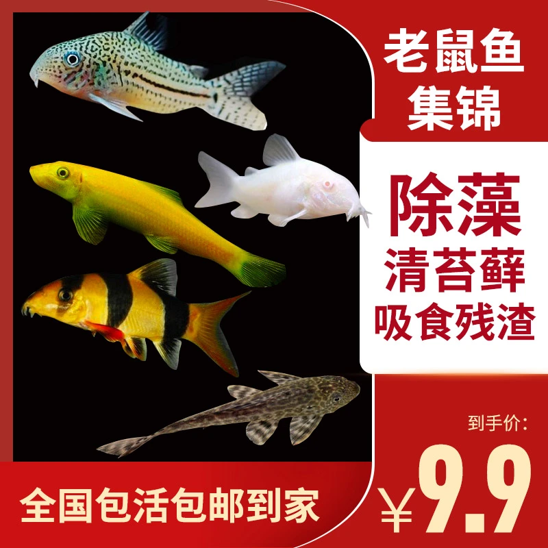 渔场包活清道夫清洁鱼底栖鱼老鼠鱼工具吃垃圾活体鱼大帆女王观赏