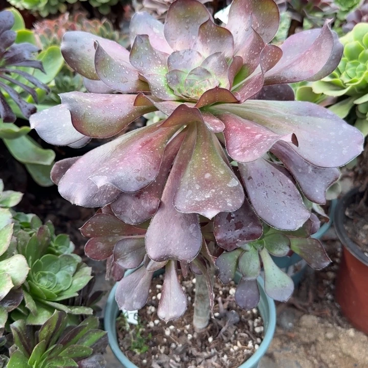 满20包邮，零下拍保温，536巫毒