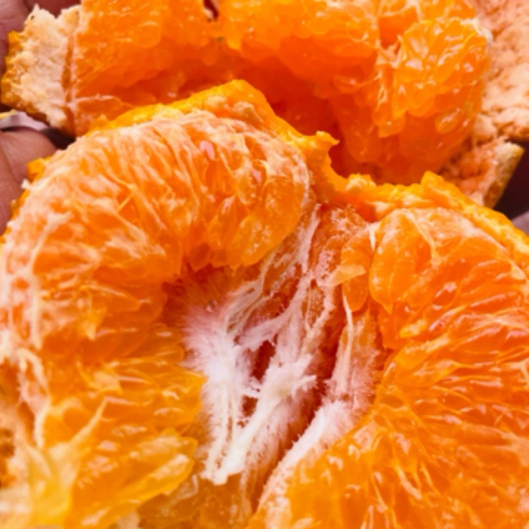 四川春见耙耙柑中果买4斤耙耙柑几内亚比绍四川省吉林市