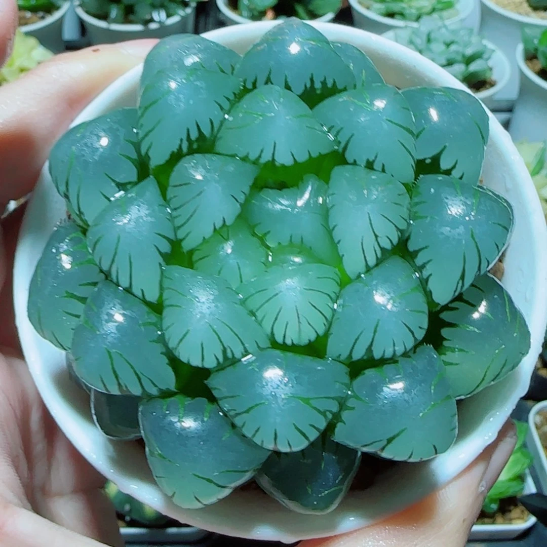 大母本冰灯多肉