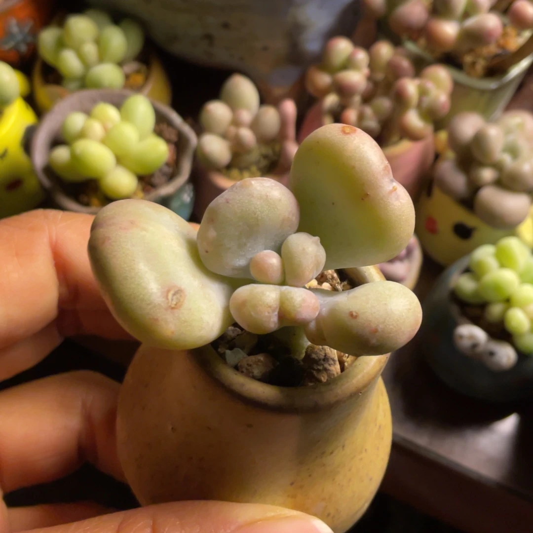 油煎奶黄体满50包邮非偏远