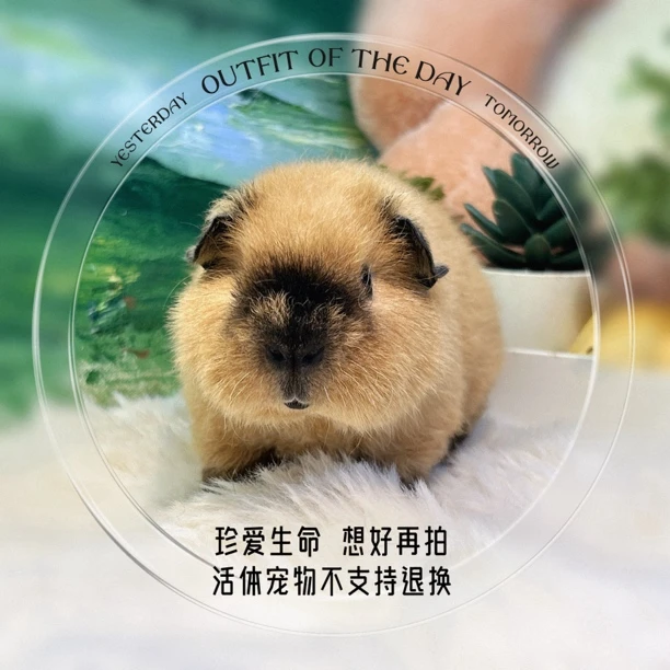 泰加弟弟 荷兰猪 豚鼠 包邮包风险