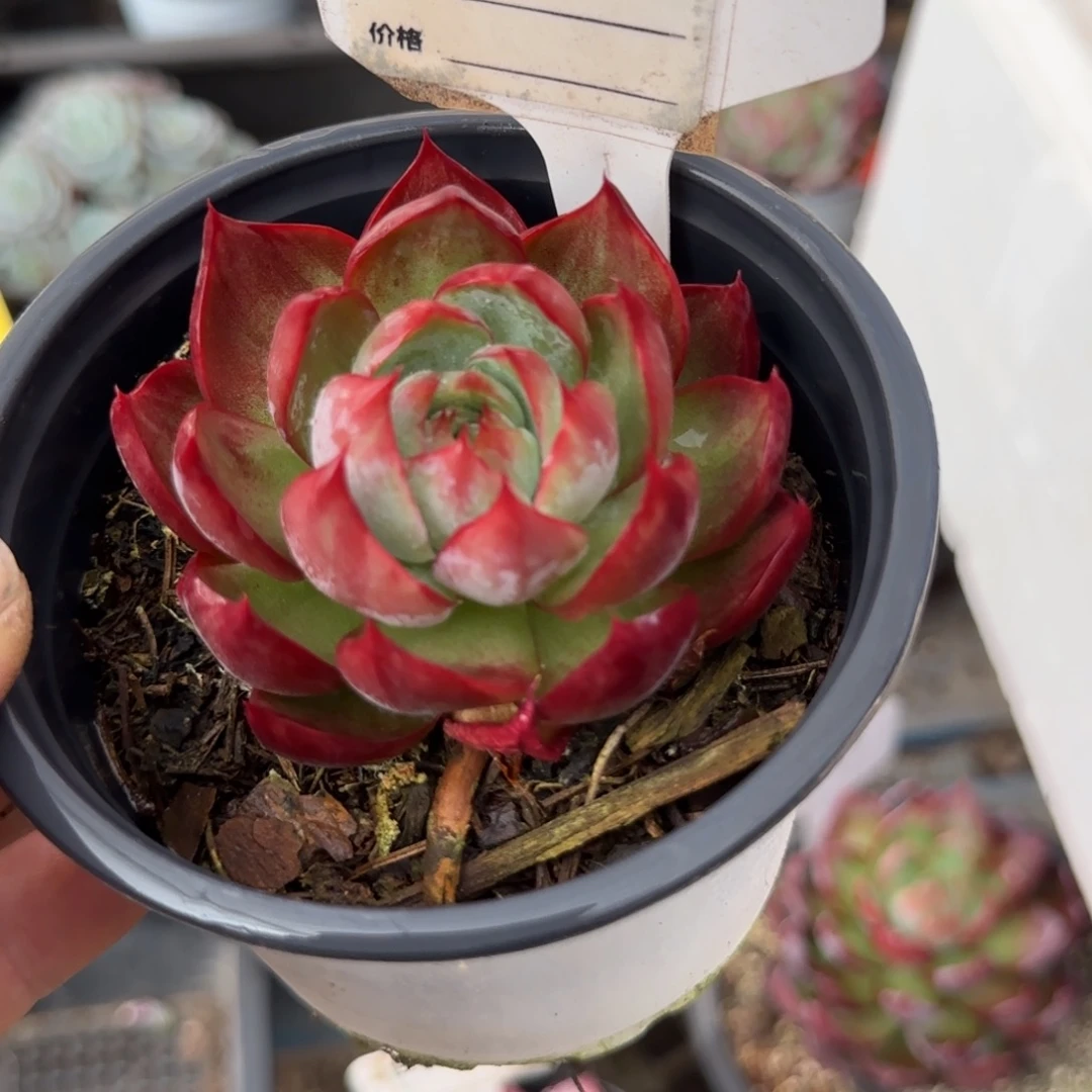 惊鸿一物一拍包装收缩花旱755