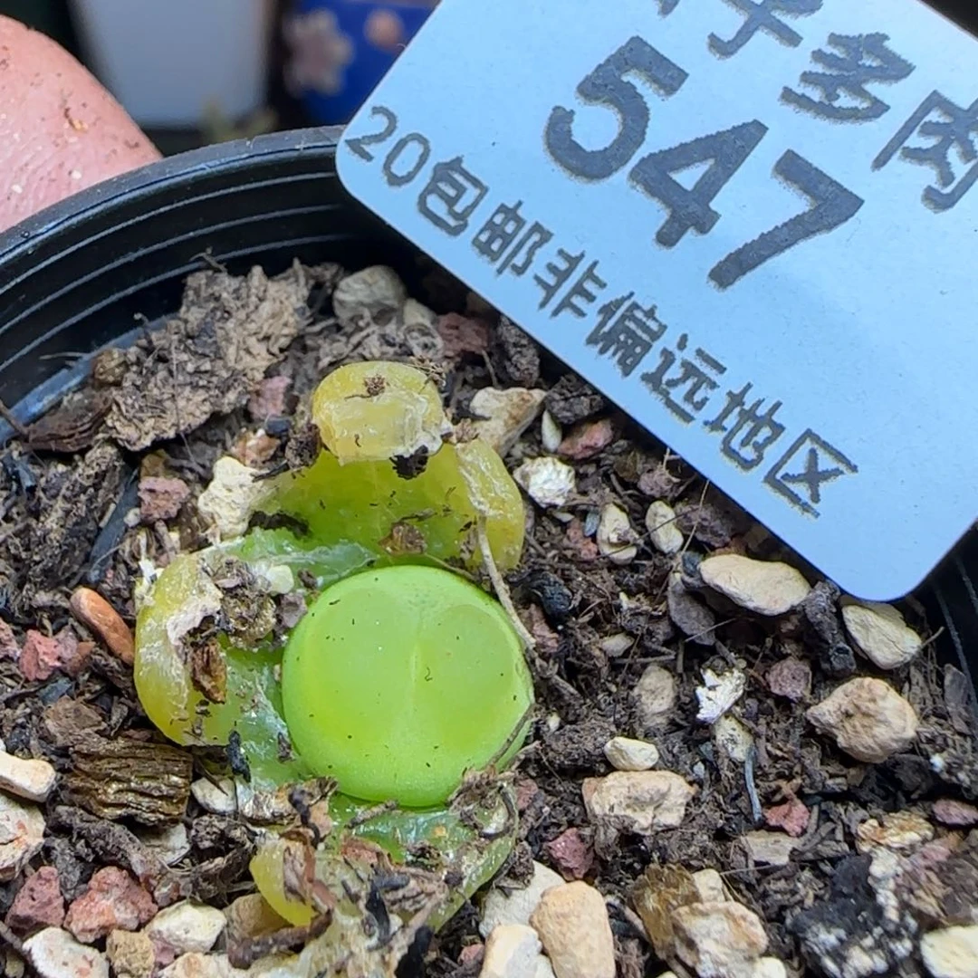 拉登带盆土。