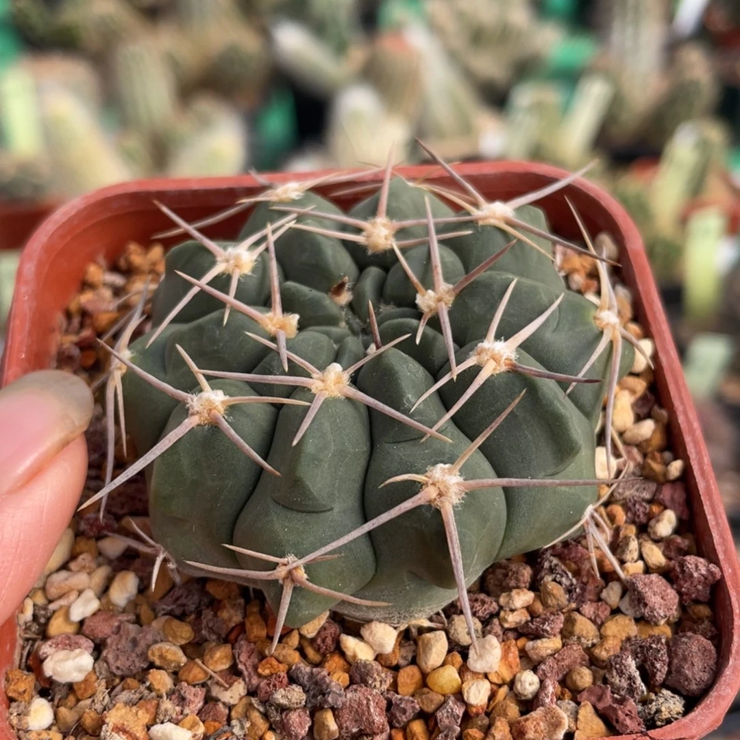 鹿角柱实生仙人球强刺铅皮