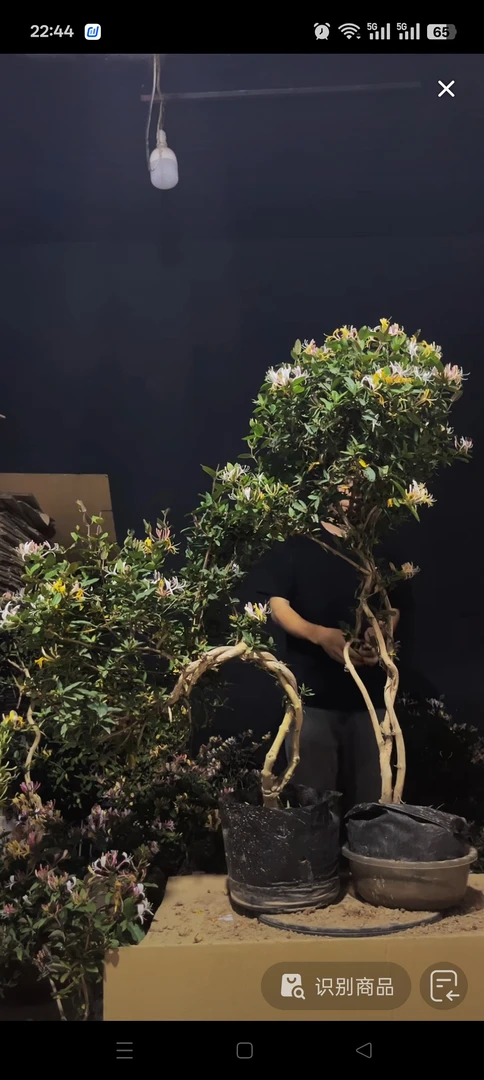 2红色五彩金银花，盆栽地栽室内室外皆可，好养好种，香水金银花