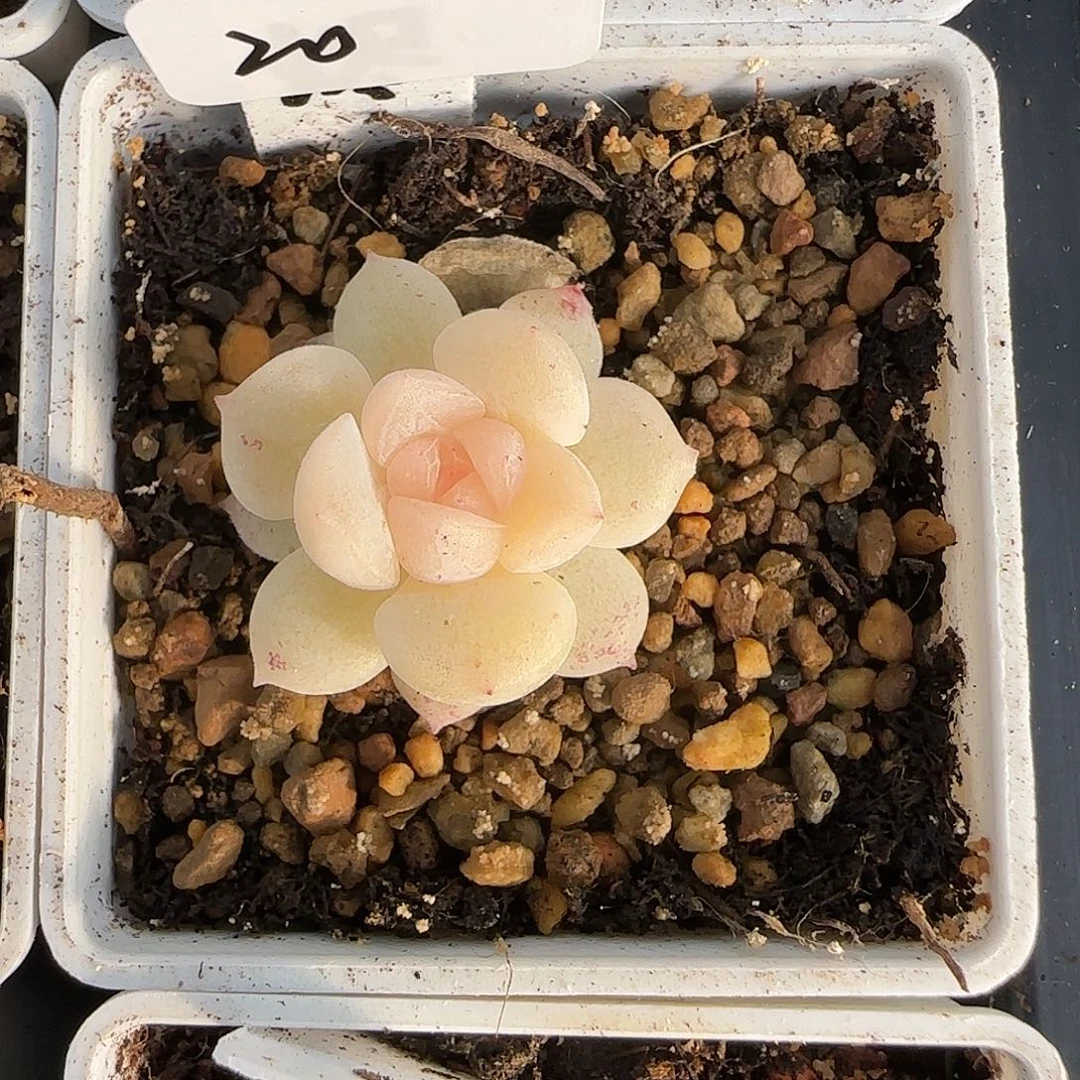 .***~ 20福利无烬月单头