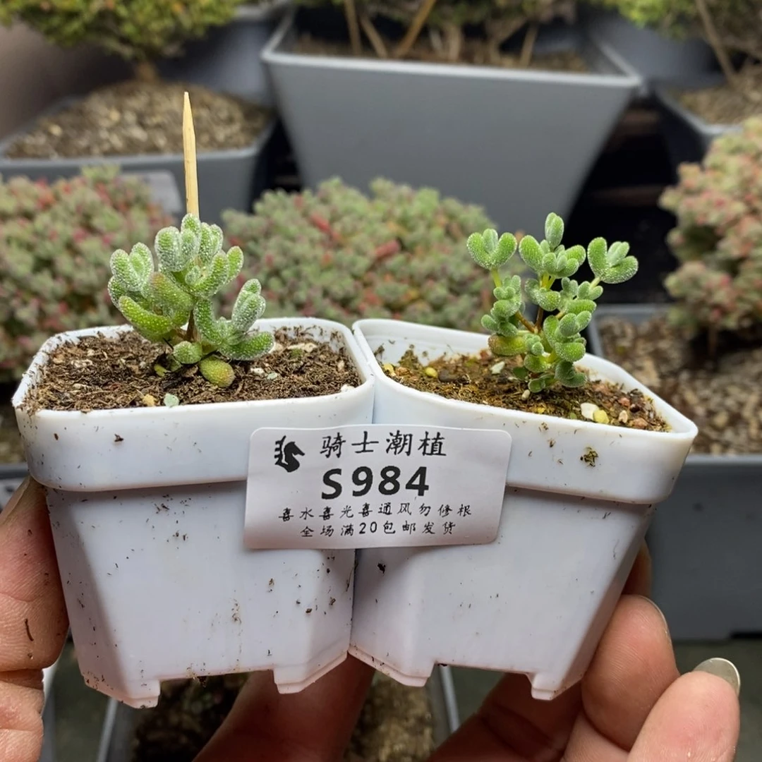 984套餐2颗枝干番杏