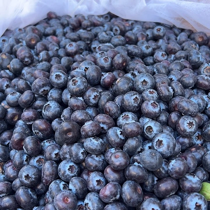 中国大陆蓝莓一斤