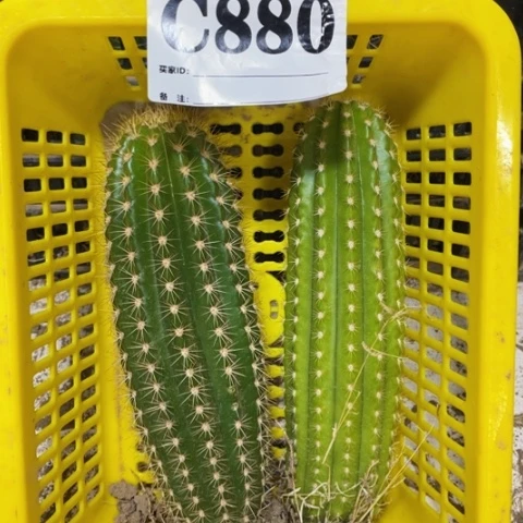 种子苗毛花柱c 880