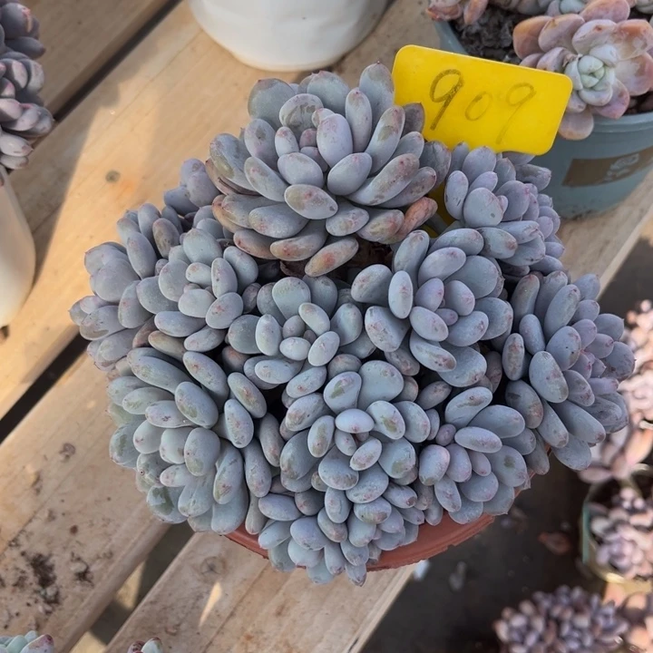 香香雪多肉植物9 0 9