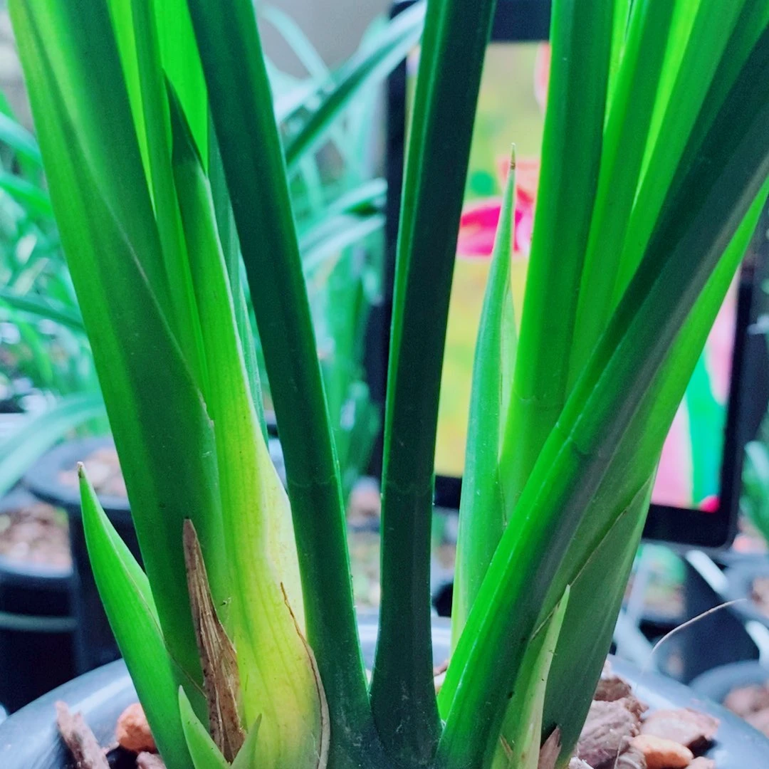 当前无花栽培后可以开花