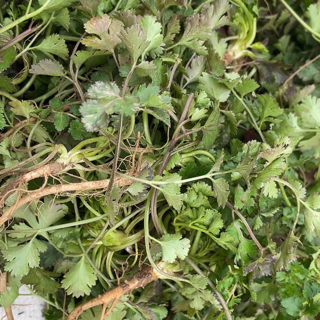 中国大陆农家香菜二斤