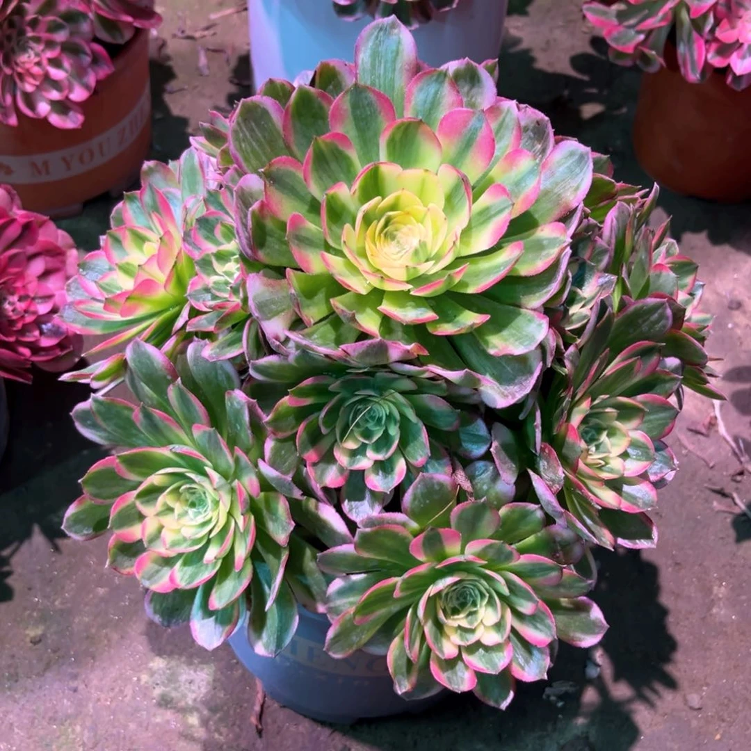 多肉植物海王897