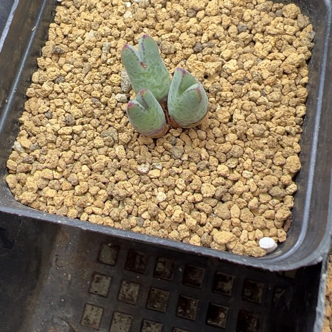 24-155 985猪蹄多肉植物，