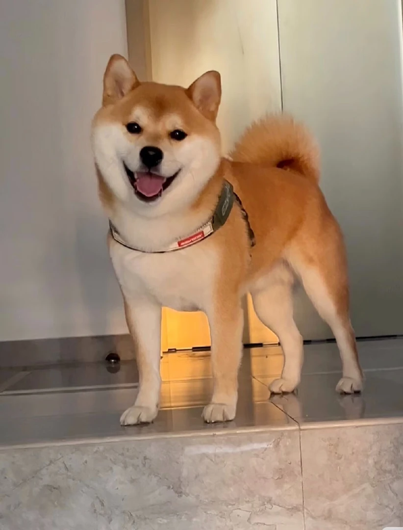 教你如何挑选豆柴《一物一拍》