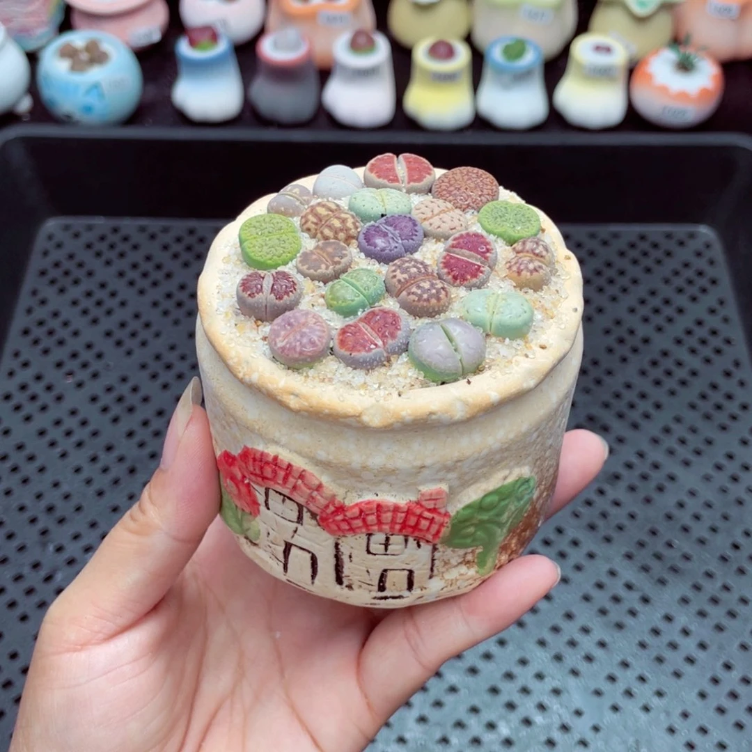 w7662 带盆土发货一物一拍