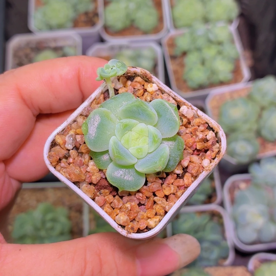 99财富密码单头多肉