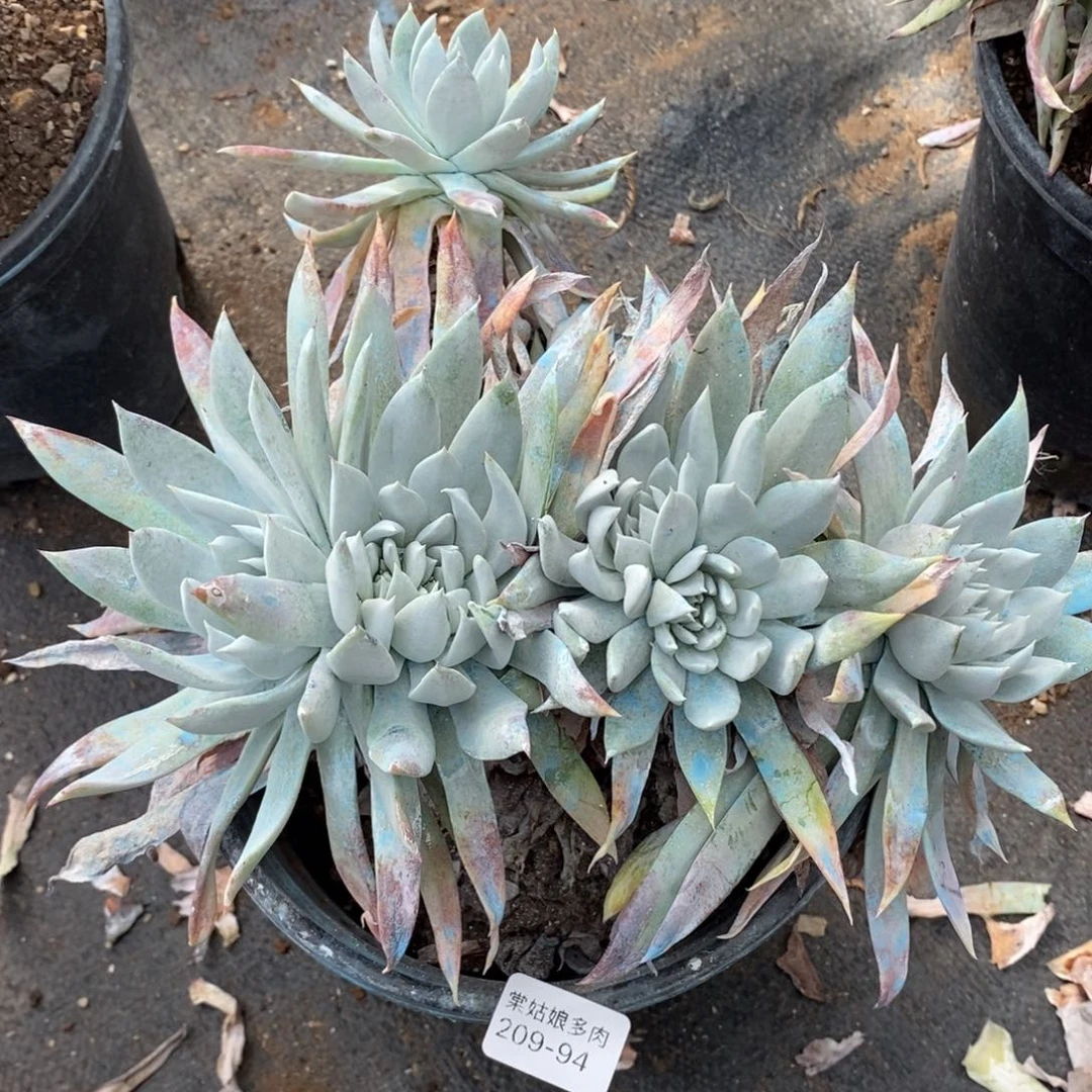 94号苹果叶粗腿子