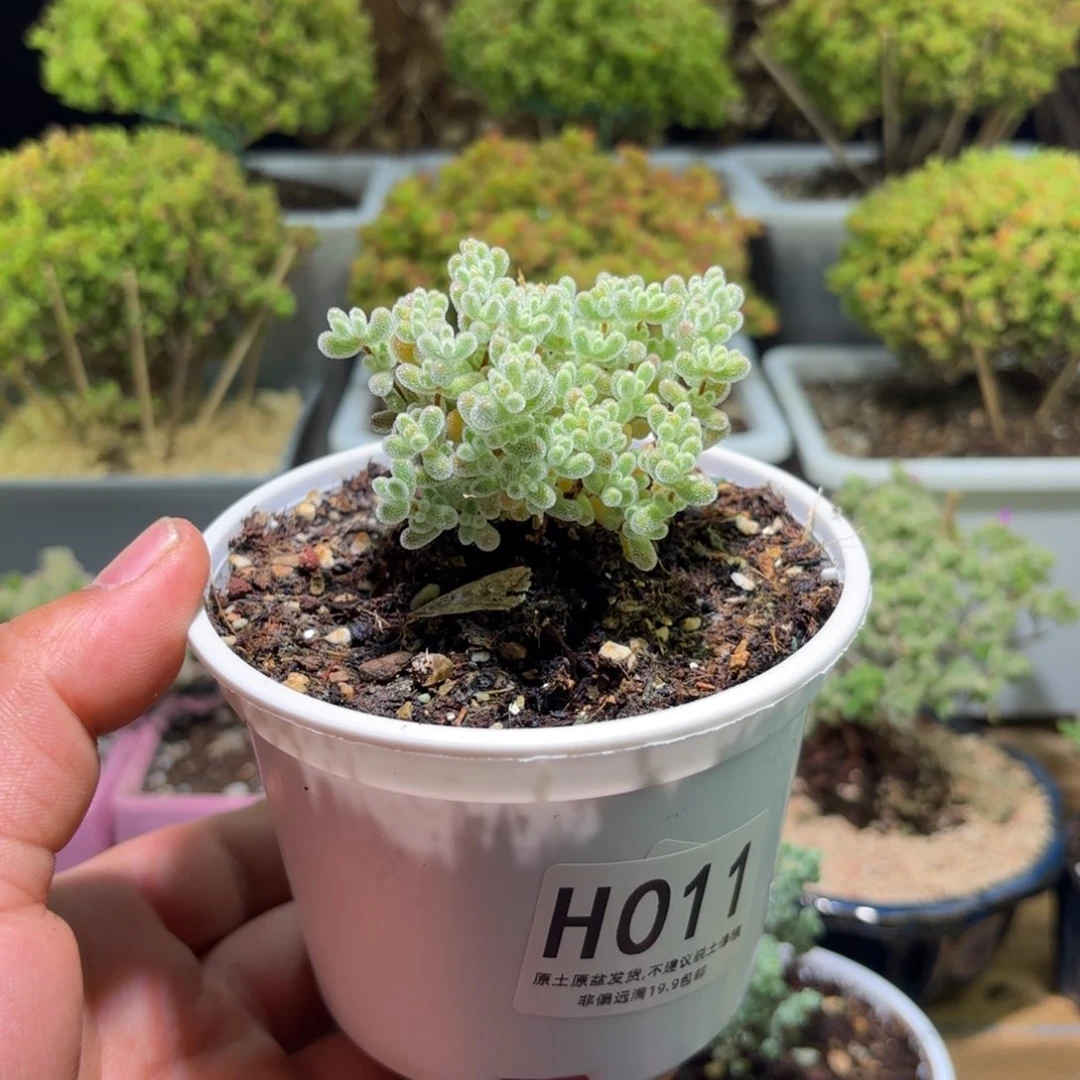 枝干番杏冰钻H011