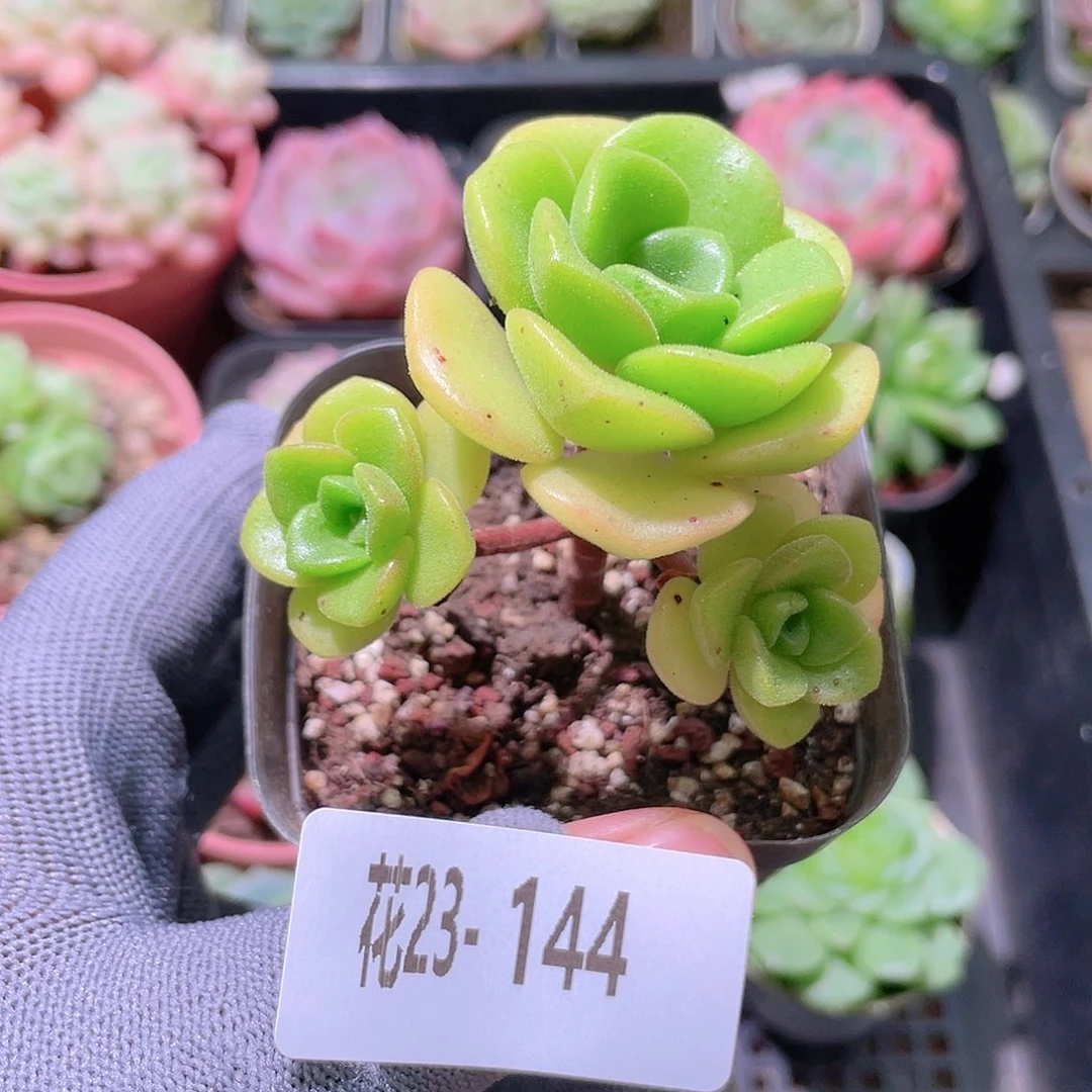 花利美23-144百合莉莉