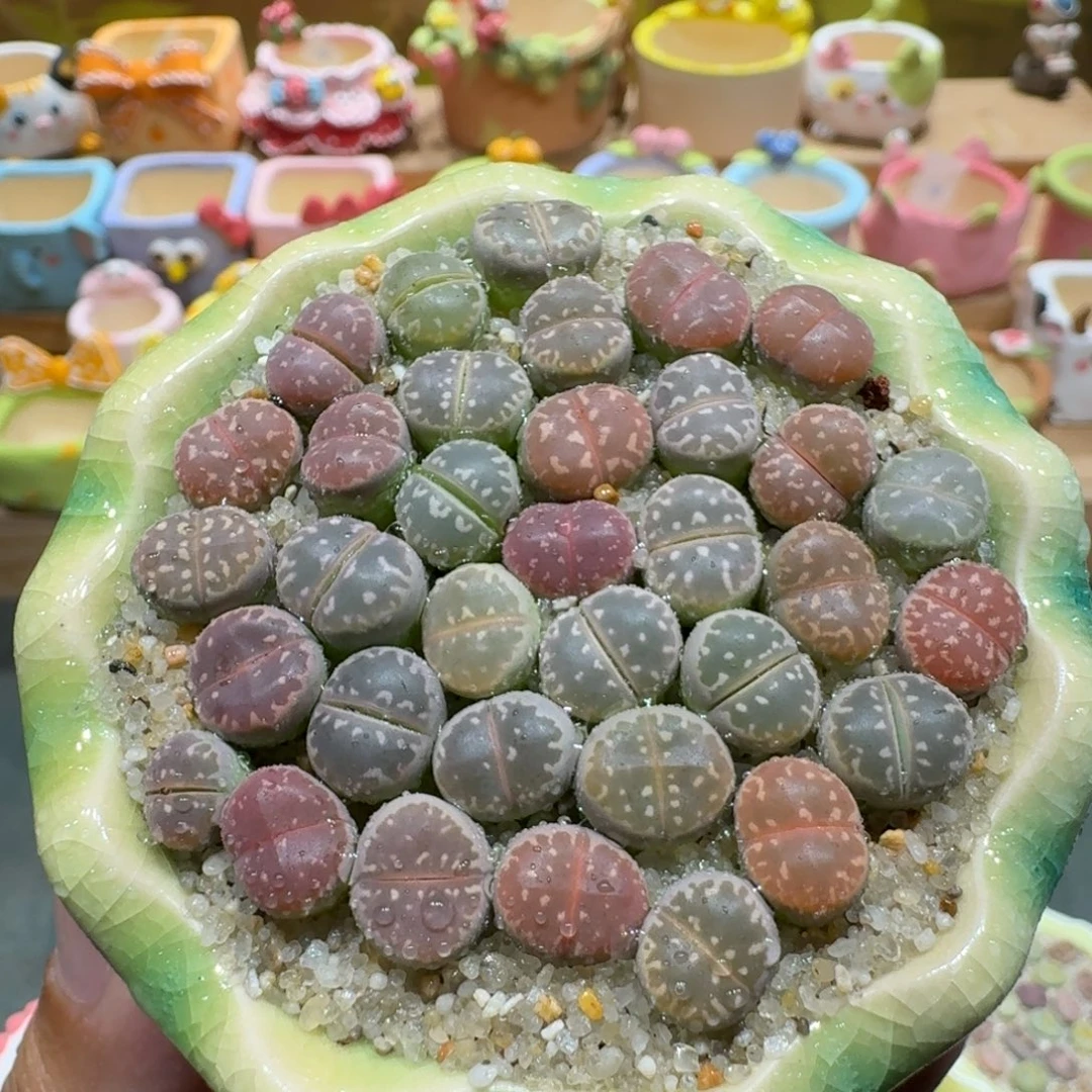 蘑菇1291橄榄彩拼多肉植物