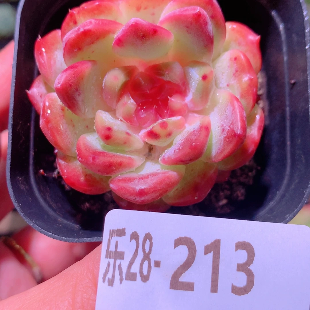 乐然28-213 新品单头