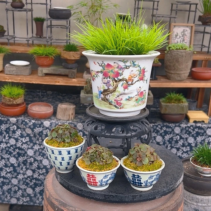 无花朵九子蟠桃黄金姬菖蒲