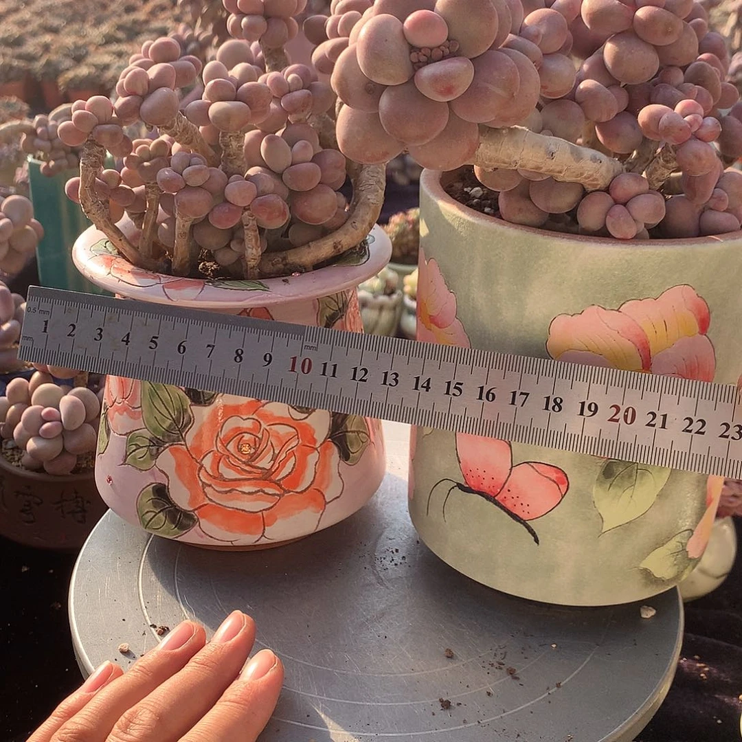 飘*50号带盆2颗偏远地区不包邮的