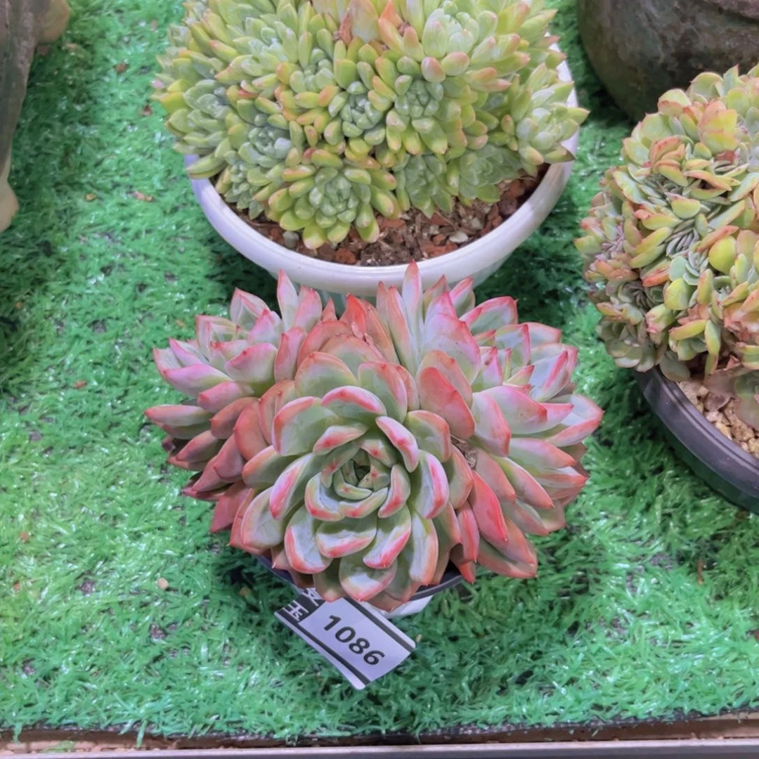 红鸾多肉植物1086