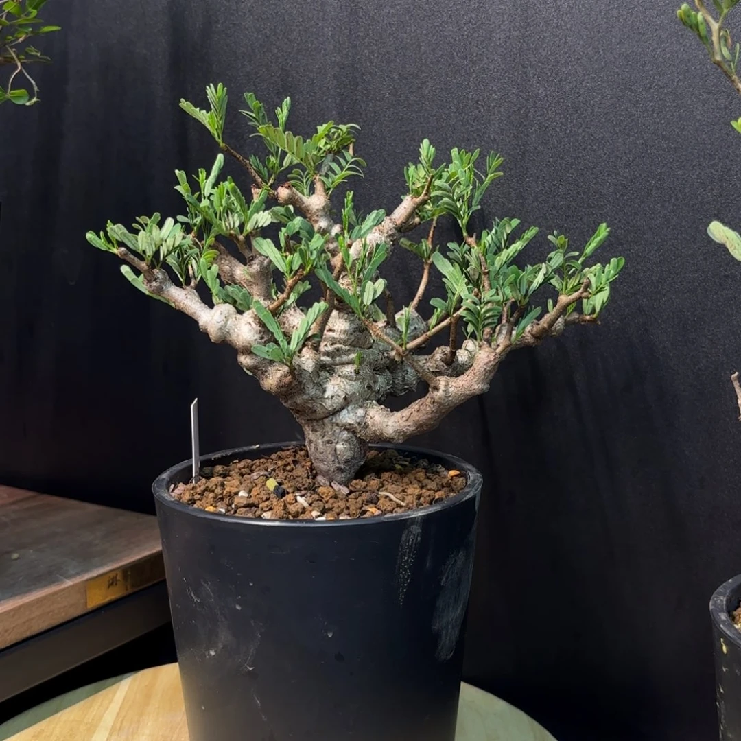 白*沙漠苏木带盆发货