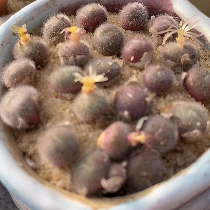 园艺史蒂芬尼毛球一颗。