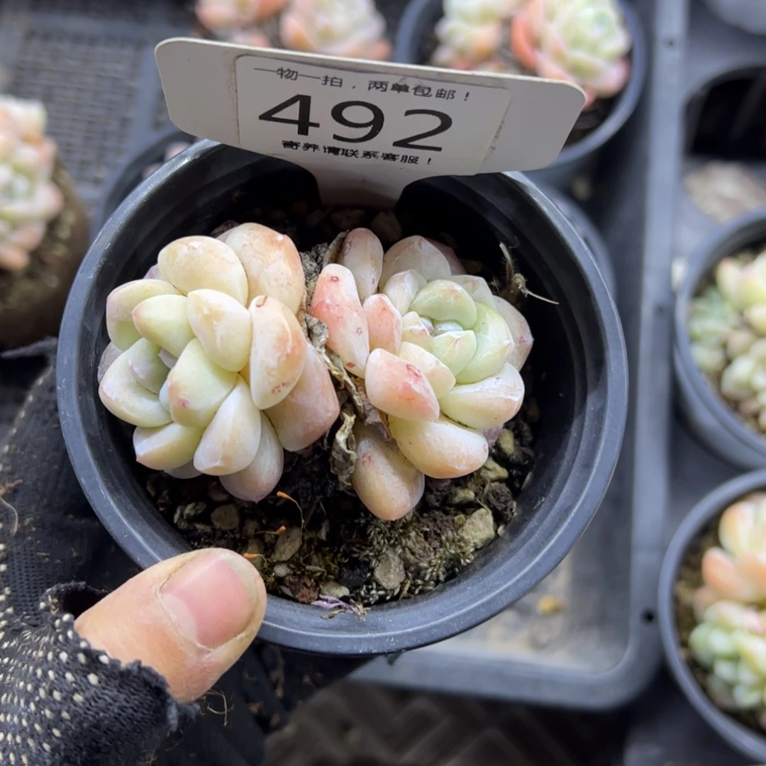 红陶叶**/492号多肉植物