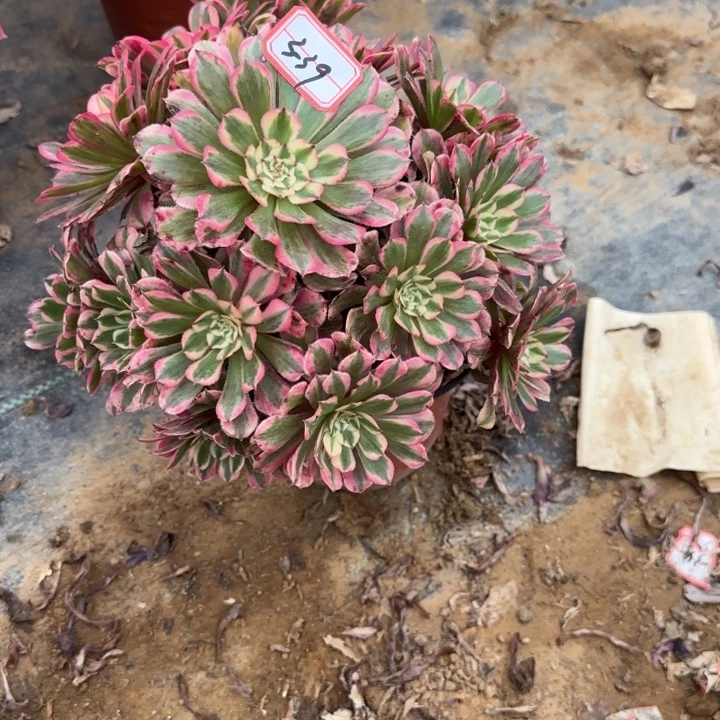 3-39粉同多肉不包售后不周正