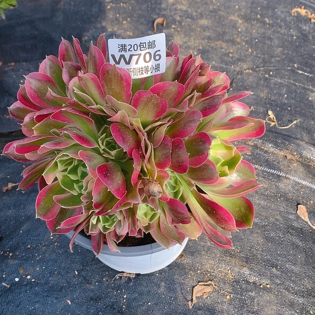 706雨花石多肉有砍