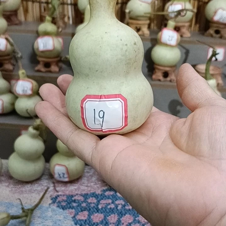 19好一物一拍一个