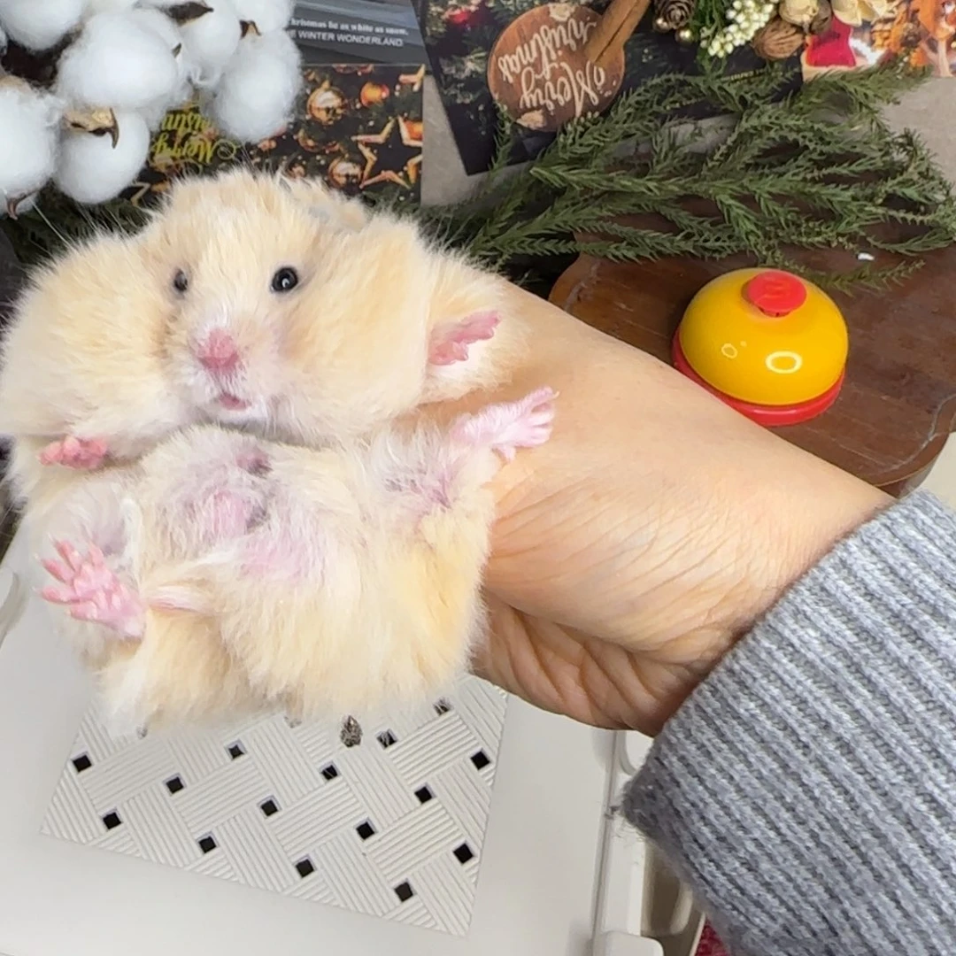 面纹黄弟弟11.08生