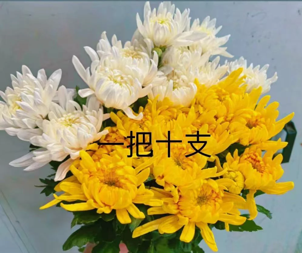 黄白菊基地直采鲜花全国直发鲜切花大朵花苞清明过年拜山祭祀用花