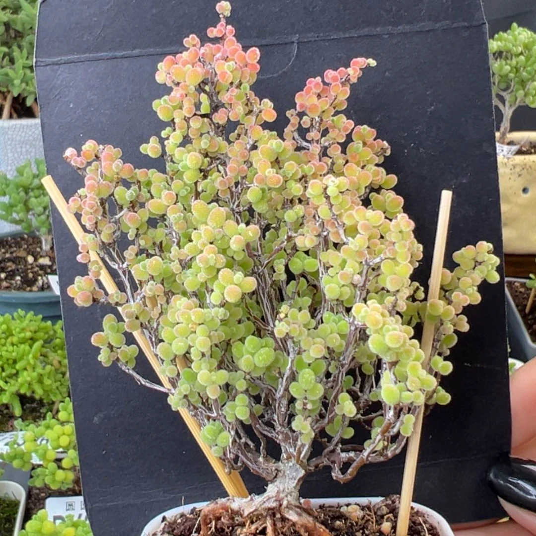 【闪购商品】造型桩 dy2453蜜橘糖球